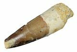 Fossil Spinosaurus Tooth - Real Dinosaur Tooth #264801-1